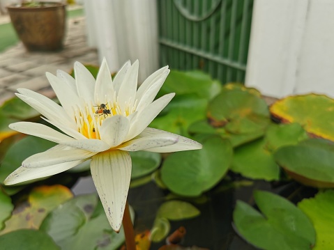 Colored lotus flowers for sale with bees on them