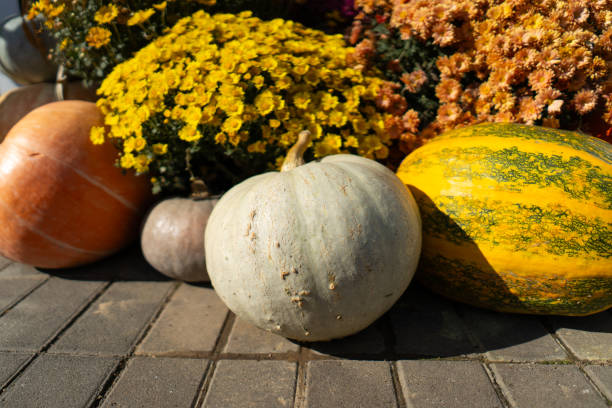 istock Pumpkins with autumn flowers 1740359800