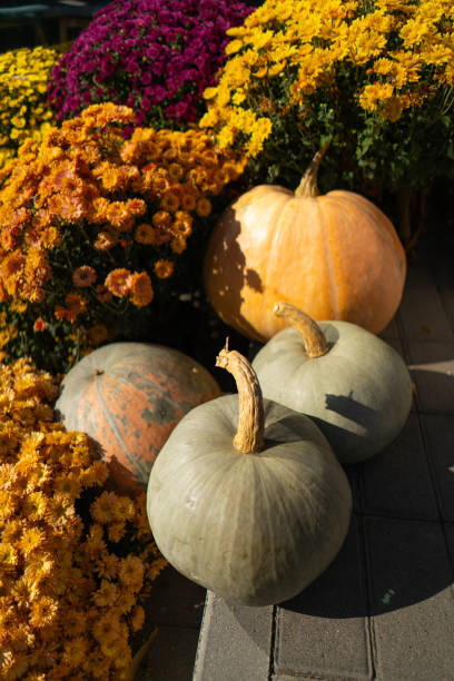 istock Pumpkins with autumn flowers 1740360322