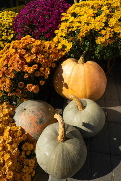 istock Pumpkins with autumn flowers 1740360326