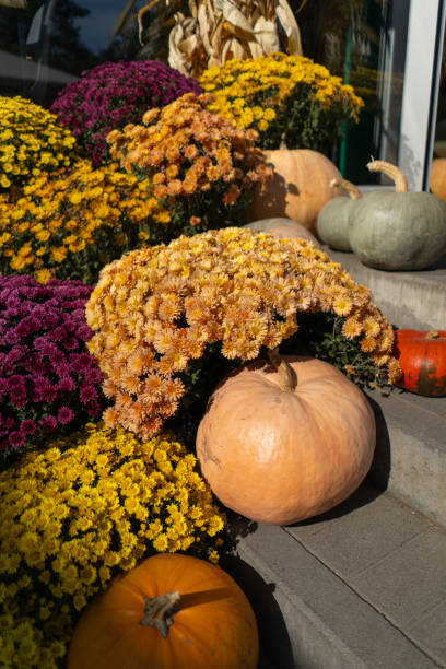 istock Pumpkins with autumn flowers 1740360340