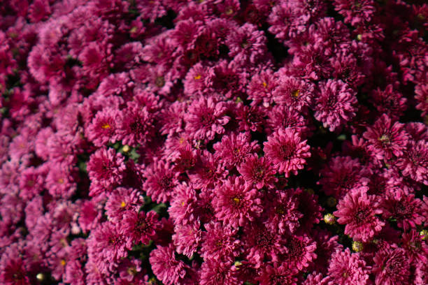 istock Autum mums, chrysanthemums closeup in sunny day. 1740360341