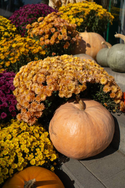 istock Pumpkins with autumn flowers 1740360349