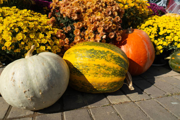 istock Pumpkins with autumn flowers 1740360350