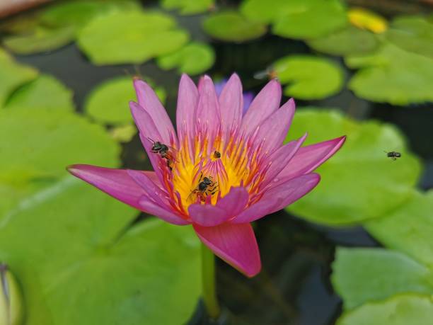 istock Purple-pink lotus flower 1740360855