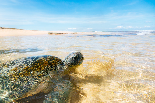 A green sea turtle swimming in the ocean. The turtle is swimming in shallow water with its head above the surface. The water is clear, and visible sunlight shines through the surface of the water. Sand and rocks on the ocean floor, and the background consists of a sandy beach and blue sky with white clouds. The image is taken from a low angle, looking up at the turtle.