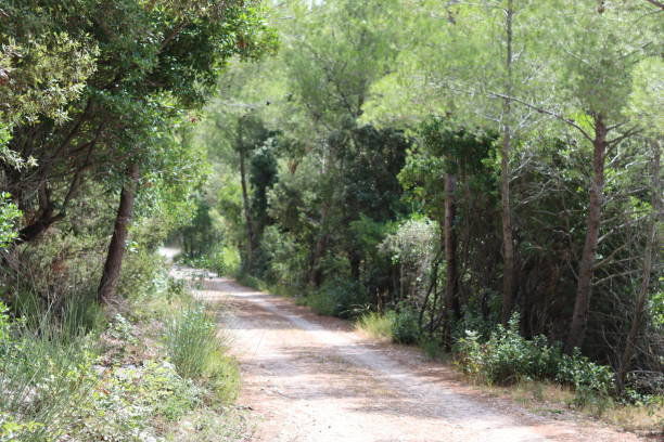 istock Countryside track surrounded by trees in summer sunshine 1740369372