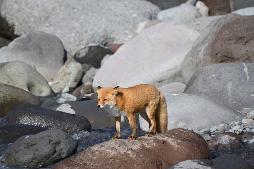 A Ezo red fox searches for salmon at the estuary of the Shiretoko Peninsula, Hokkaido.