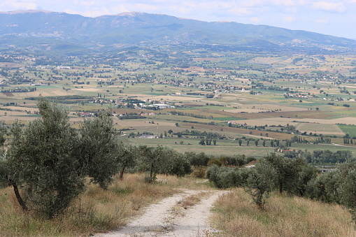 Path through an olive grove in summer sunshine