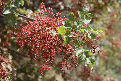 Red and black fruit on the pistacia terebinthus or terebinth or turpentine tree