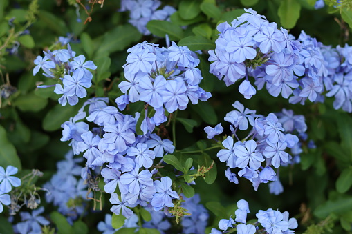 Close up of blue plumbago auriculata or Cape Leadwort flowers