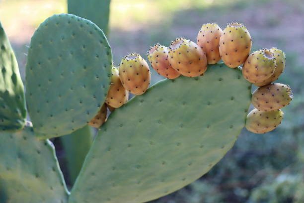 ウチワサボテンの実の接写 - prickly pear fruit cactus prickly pear cactus yellow ストックフォトと画像