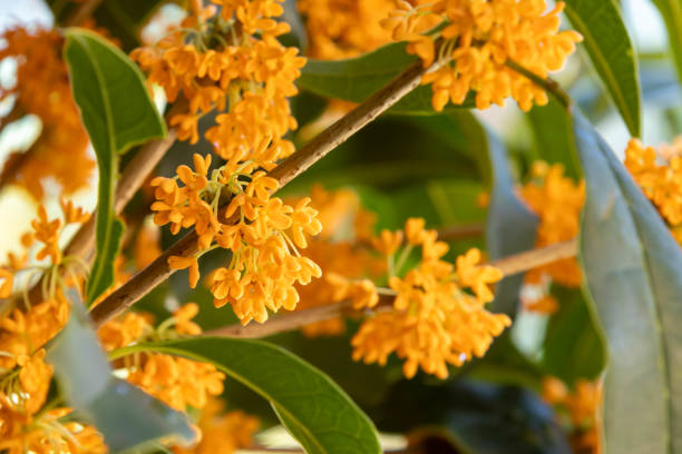 2,300+ Osmanthus Fragrans Stock Photos, Pictures & Royalty-Free