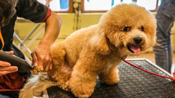 푸들 개는 그것을 아름답게 만들기 위해 털을 깎고 있습니다 - grooming dog pets poodle 뉴스 사진 이미지