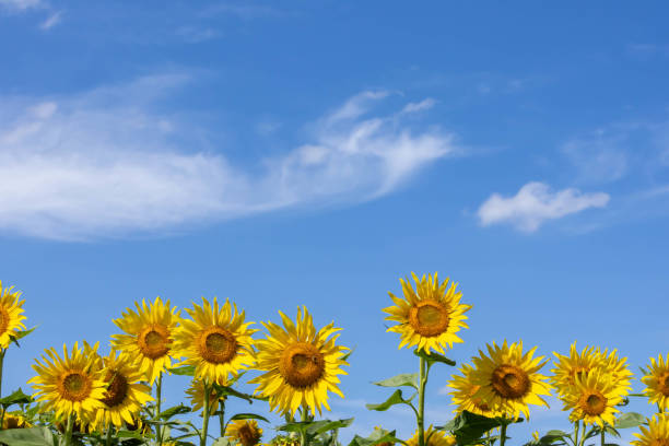 istock sunflowers and blue sky 1740377717