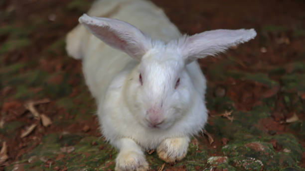istock A white rabbit lies on the red ground looking at the camera 1740377739