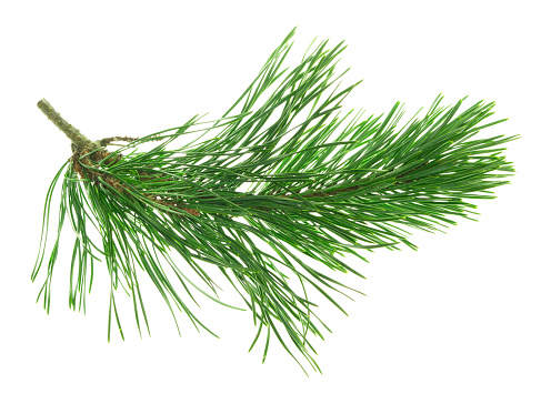 Spruce Twigs. Green Needle Branch of Coniferous Tree. Fir branch with cones. Green branch of a Christmas tree. Isolated. Festive decor. Nature is in the details. Christmas tree with cones. Pine.
