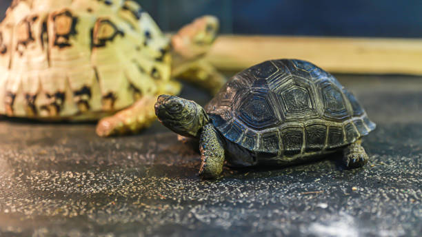 istock The black turtle closed its eyes and was very cute 1740380052