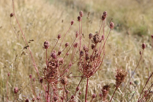 Dry grasses in a late summer wild flower meadow