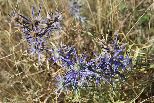 Wild blue thistles or eryngium, surrounded by brown grasses in a late summer wild flower meadow