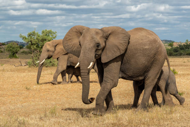 istock Elephants herd  in Mashatu Game Reserve 1740386772