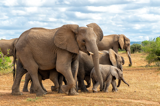 Elephants herd walking in the green season in Mashatu Game Reserve in the Tuli Block in Botswana.