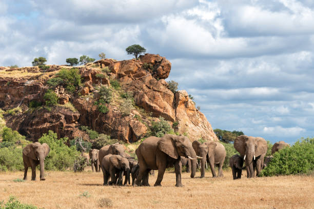 mandria di elefanti nella riserva di caccia di mashatu - mashatu game reserve foto e immagini stock