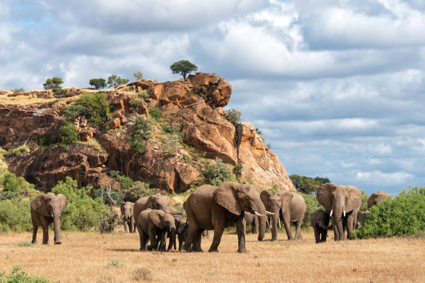 стадо слонов в заповеднике машату - mashatu game reserve стоковые фото и изображения