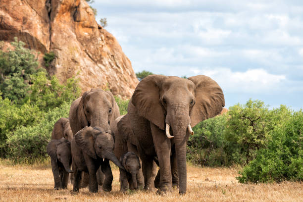 istock Elephants herd  in Mashatu Game Reserve 1740387291