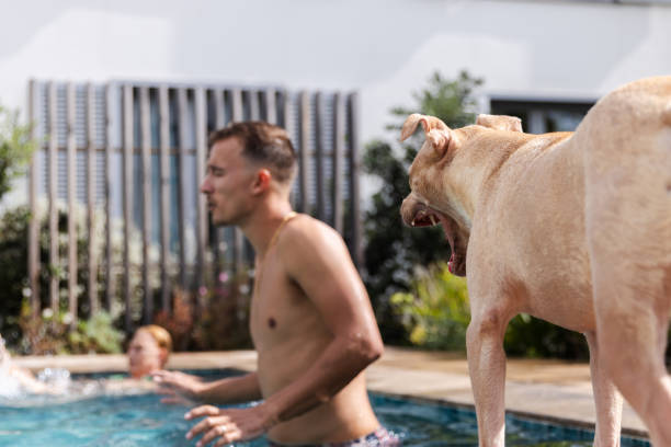 foto focada no cachorro enquanto a família está ao fundo curtindo um dia na piscina. - underwater dog adult happiness - fotografias e filmes do acervo