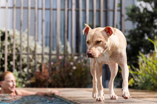 foto messa a fuoco del cane di famiglia mentre cammina lungo il bordo della piscina. la nonna è fuori fuoco dietro - underwater dog adult happiness foto e immagini stock