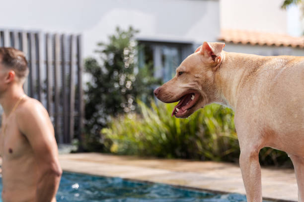 foto focada no cachorro enquanto seu dono está ao fundo curtindo um dia na piscina. - underwater dog adult happiness - fotografias e filmes do acervo