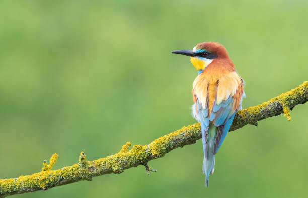 istock European bee-eater, merops apiaster. A bird sits on a beautiful branch on a flat background 1740399341