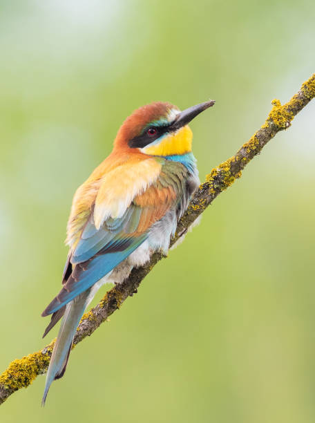 istock European bee-eater, merops apiaster. A bird sits on a branch on a green blurred background 1740399360