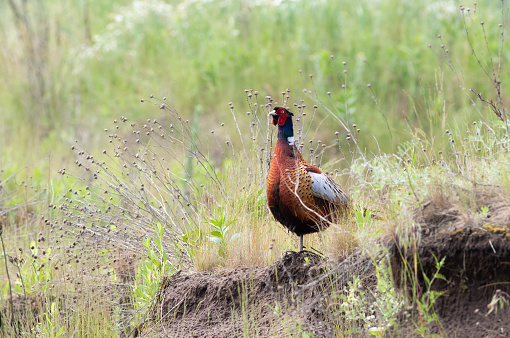 Phasianus colchicus. Ring-necked Pheasant. The male is standing on the edge of a ravine