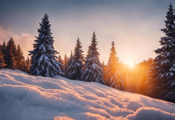 coucher de soleil dans la forêt d’hiver à l’heure du coucher du soleil, avec de la neige et des sapins - noble fir photos et images de collection