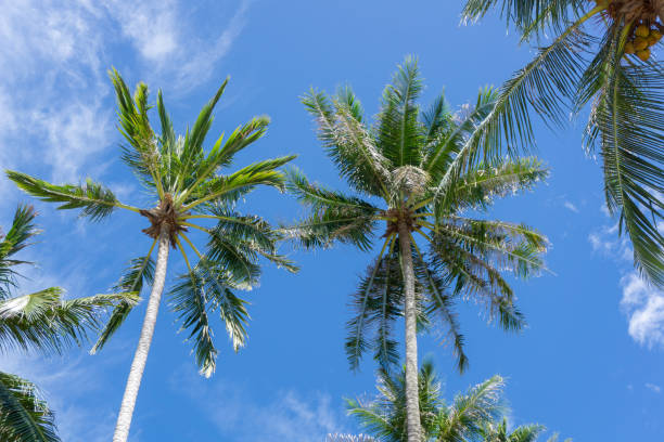 istock Coconut palm tree at the beach. Low angle view of coconut tree against blue sky 1740415343