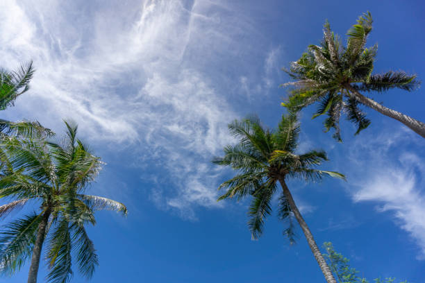 istock Coconut palm tree at the beach. Low angle view of coconut tree against blue sky 1740420900