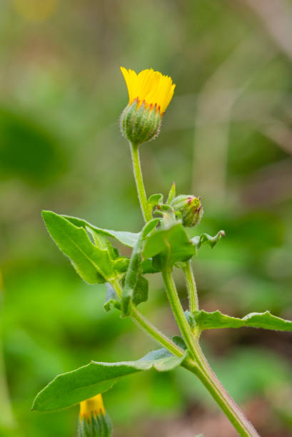 istock Calendula. Flowers with leaves isolated on white 1740428081