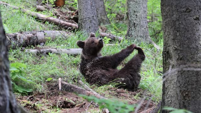 Brown bear in green forest playing with tree