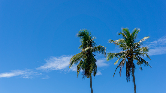 Low angle view of coconut tree against blue sky. coconut palm tree at the beach.