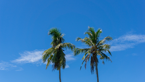 Low angle view of coconut tree against blue sky. coconut palm tree at the beach.