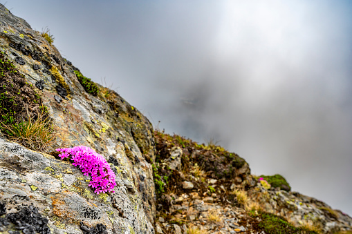 Alpine rock-jasmine flowers (Androsace alpina) growing in the Nockberge nature reserve landscape during an overcast springtime day in Carinthia, Austria.