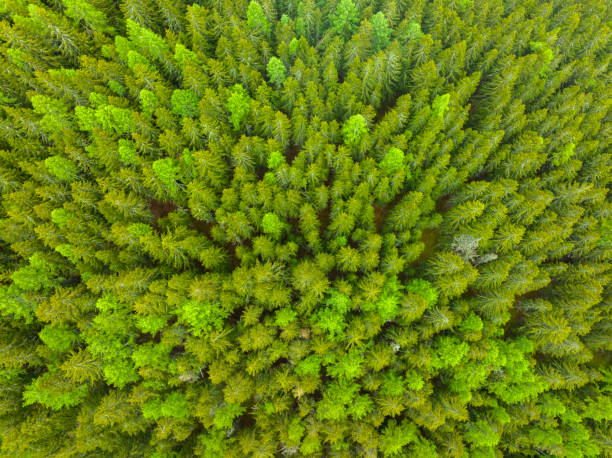 istock Pine tree forest seen from above on a mountain in the Central Eastern Alps 1740441498