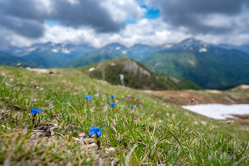 Spring gentian flowers (Gentiana verna) growing in the Nockberge nature reserve landscape during an overcast springtime day in Carinthia, Austria.