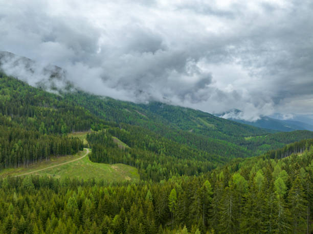 Pine tree forests in a mountain landscape on a mountain in the Central Eastern Alps during an overcast springtime day in Carinthia, Austria.