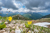 Auricula flowers in Nockberge nature reserve landscape in Carinthia