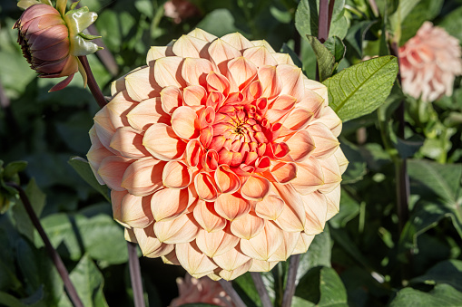 Study of coral-colored dahlias in garden, summer