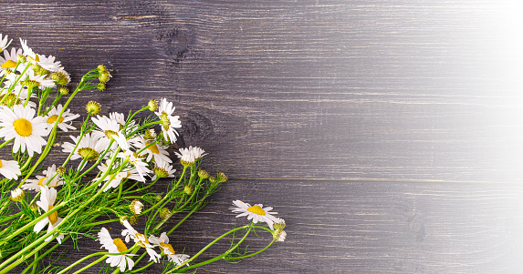 The white chamomile flowers dark on wooden background