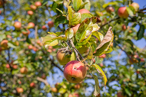 Ecological apples hanging on a tree in the autumn sunlight